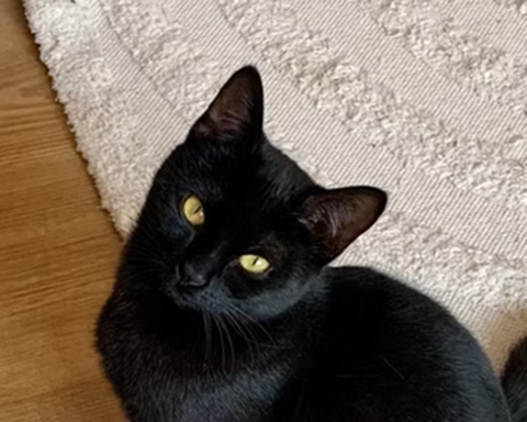 Schwarze Katze mit leuchtend gelben Augen, sitzt auf einem Holzfußboden.