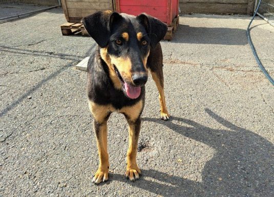 Straßenhündin Jamila auf dem Hof des Shelter