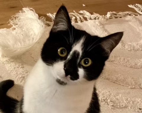 Schwarz-weißer Kater mit großen, runden Augen auf einem hellen Teppich.