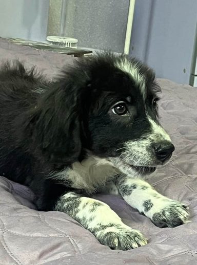 Kleiner Hund sucht ein Zuhause